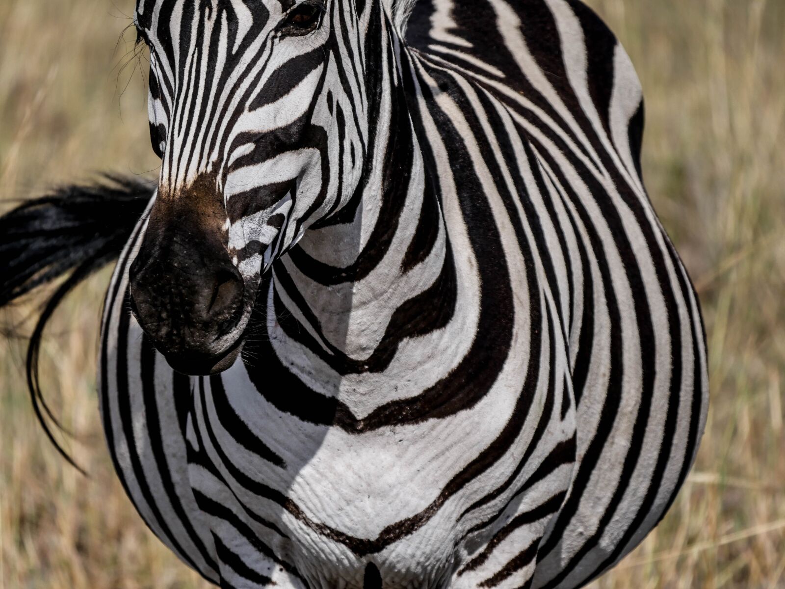 Panasonic Lumix DMC-GX8 + LEICA DG 100-400/F4.0-6.3 sample photo. Zebra, frontal, striped photography