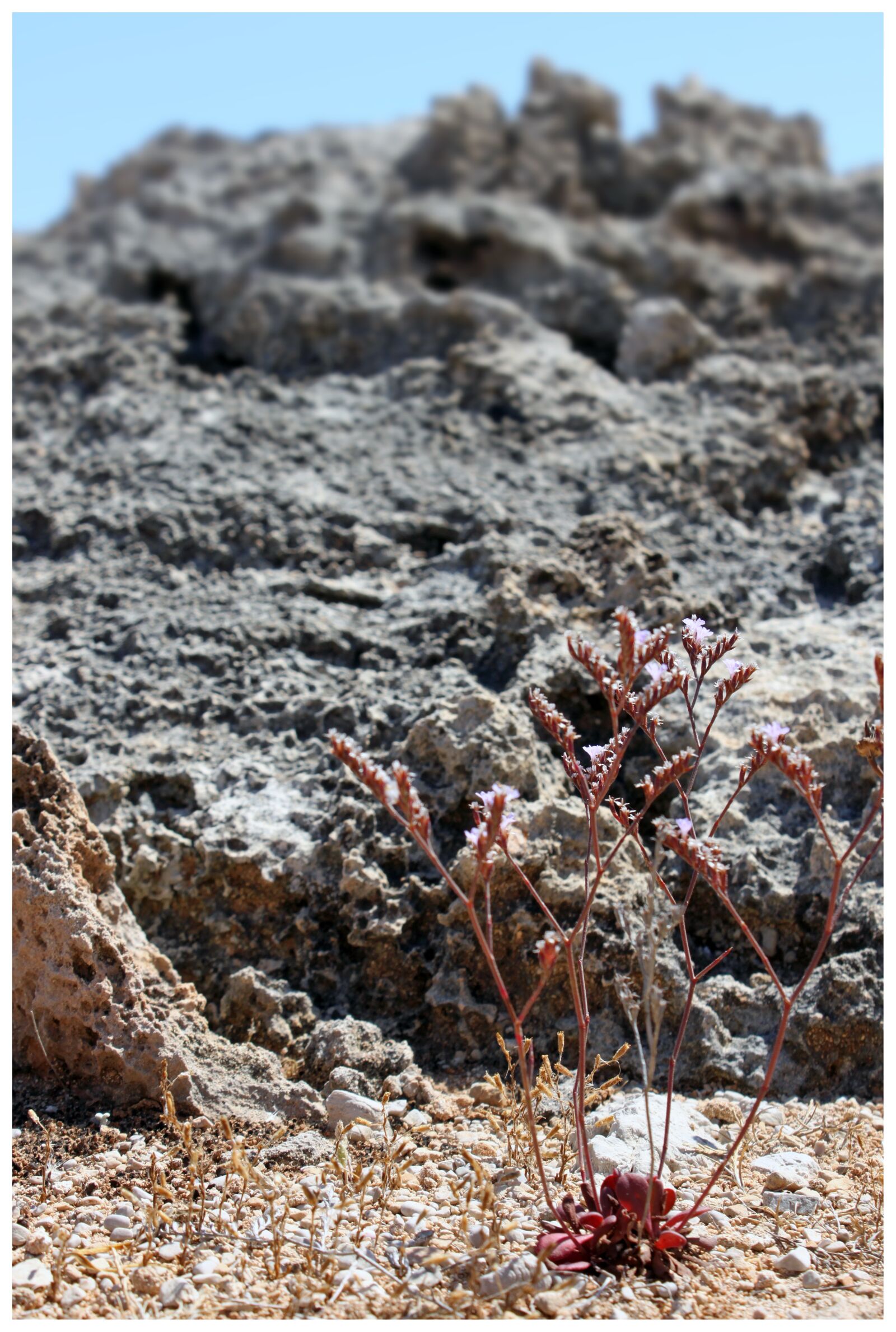 Canon EOS 500D (EOS Rebel T1i / EOS Kiss X3) sample photo. Trockenblume, rock, faded photography