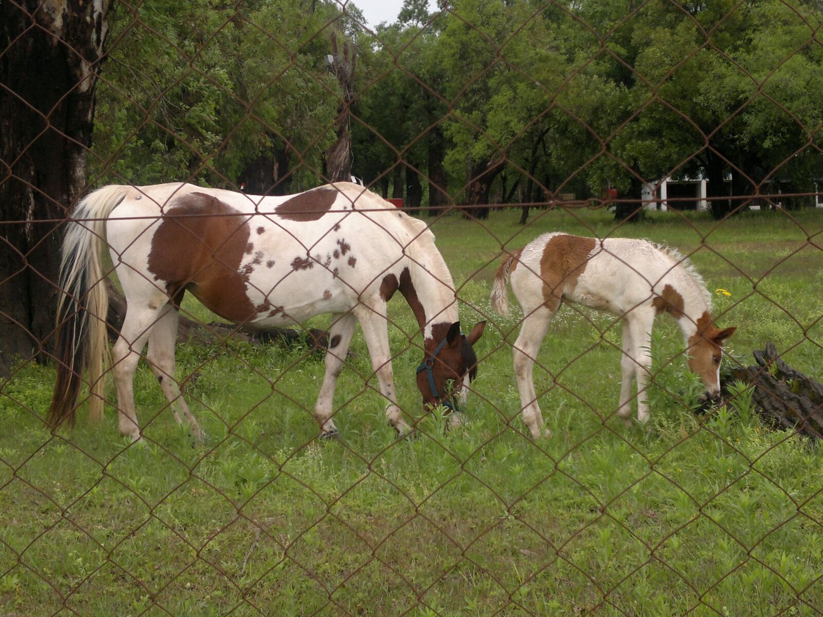 Nokia N8-00 sample photo. Horses, field, animals photography