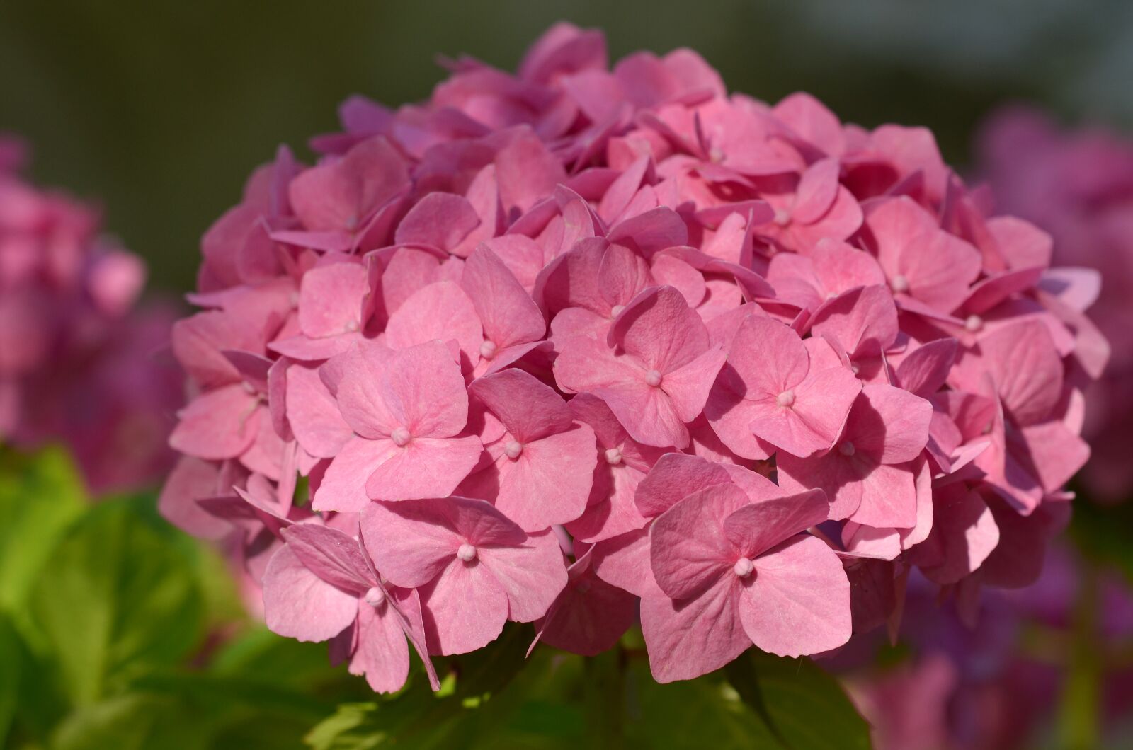 Nikon D5100 sample photo. Hydrangea, bush, flower photography