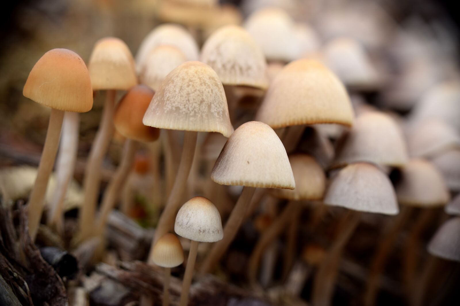 Nikon D5300 sample photo. Mushrooms, autumn, nature photography