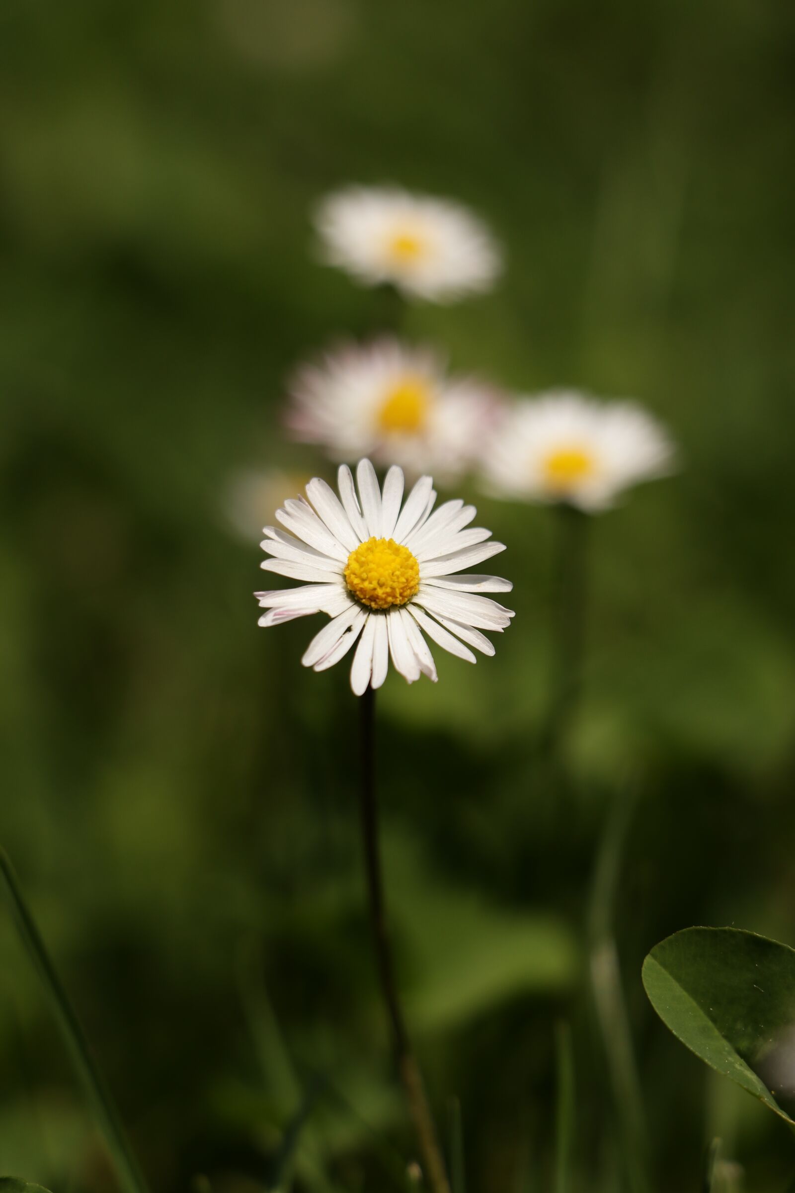 Canon EF-S 18-135mm F3.5-5.6 IS USM sample photo. Garden, flower, nature photography