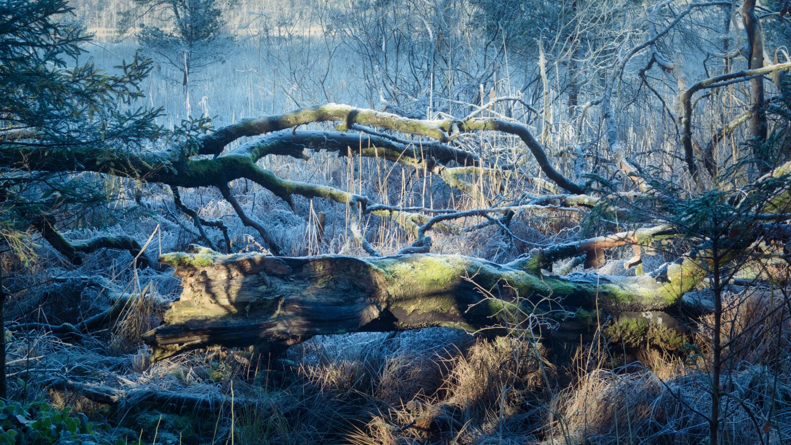 Nikon D7100 sample photo. Winter, autumn, frost photography