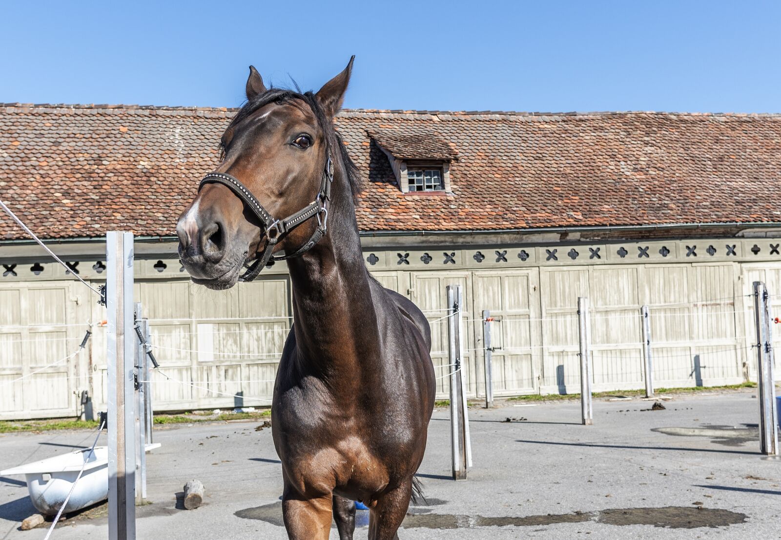 Nikon D750 sample photo. Horse, horse head, reiterhof photography