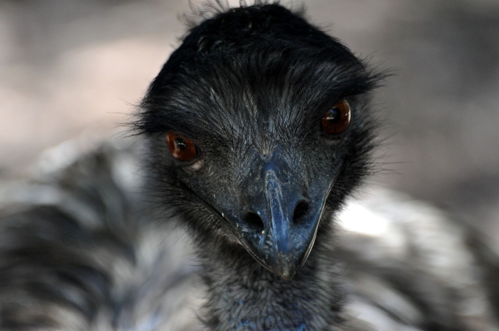 Nikon D5000 sample photo. Nature, animals, eye photography