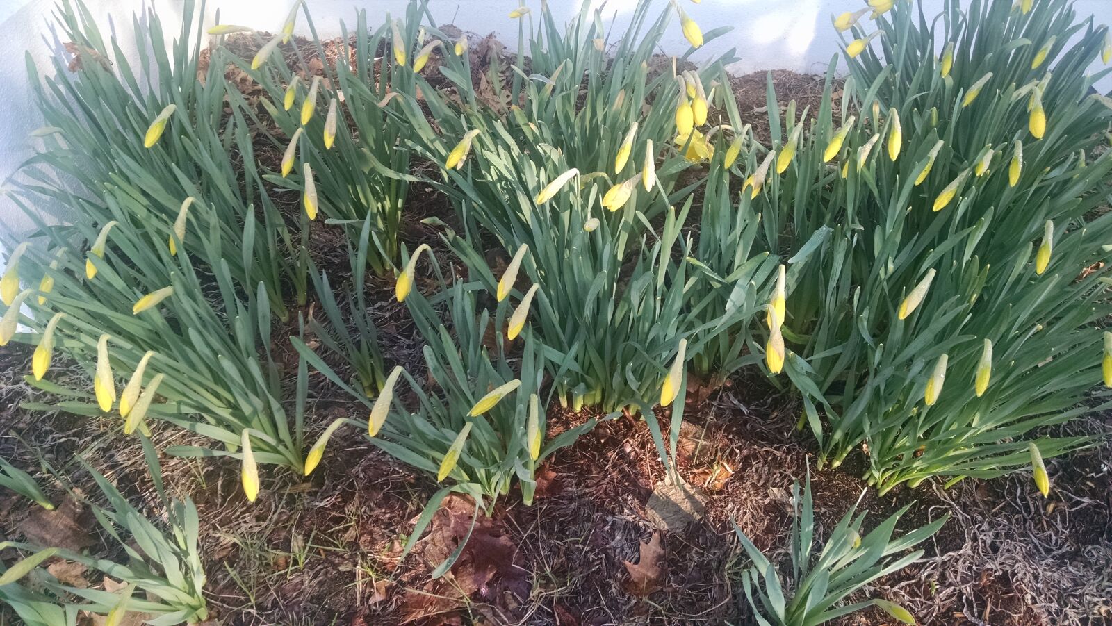 Motorola Moto X (1st Gen) sample photo. Bud, daffodil, flower, spring photography
