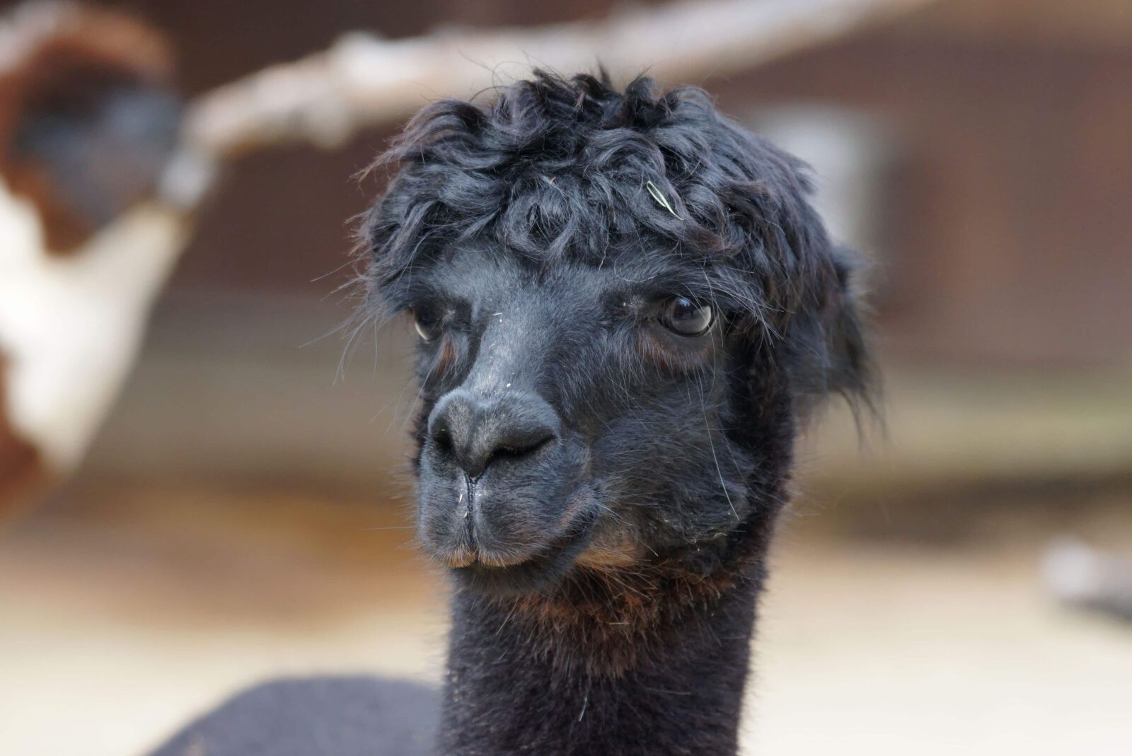 Sony ILCA-77M2 sample photo. Portrait, black llama, wildlife photography
