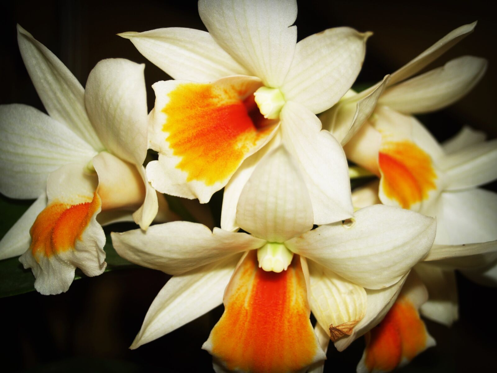 Olympus E-300 (EVOLT E-300) sample photo. Flower, orchid, tropical photography