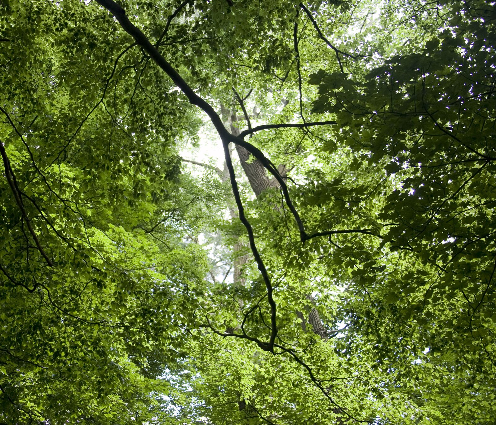 Canon EOS 5D Mark II sample photo. Trees, forest, outdoor photography