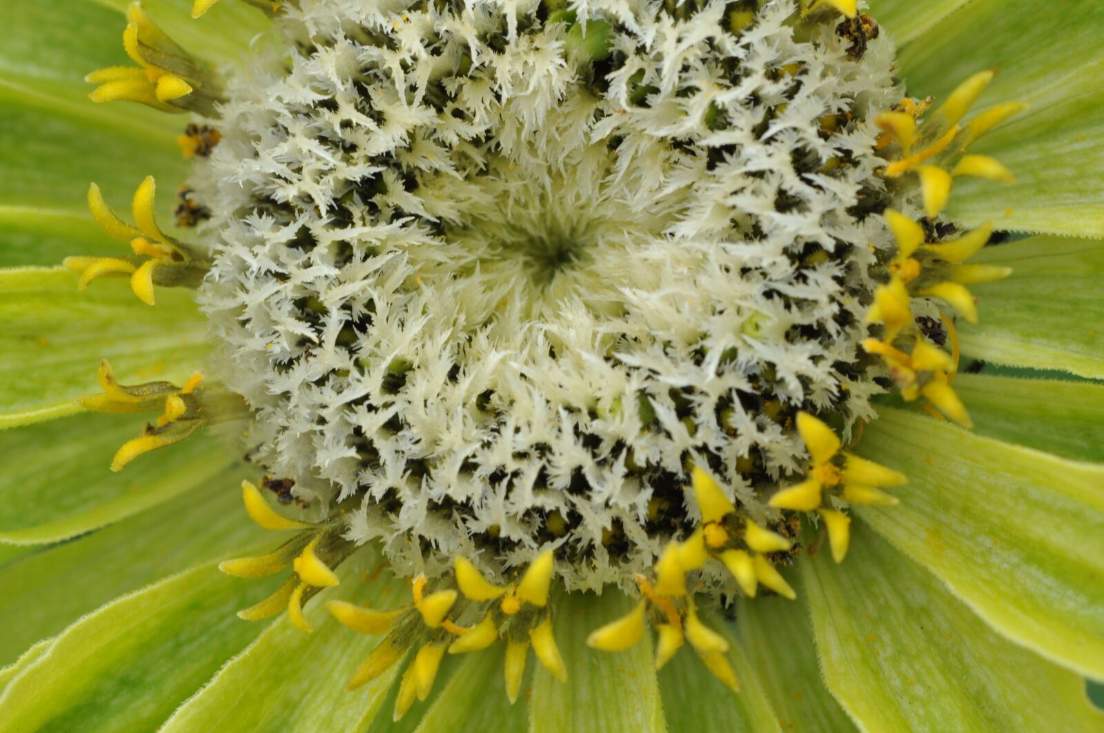 Nikon D5000 sample photo. Blossom, bloom, dahlia photography