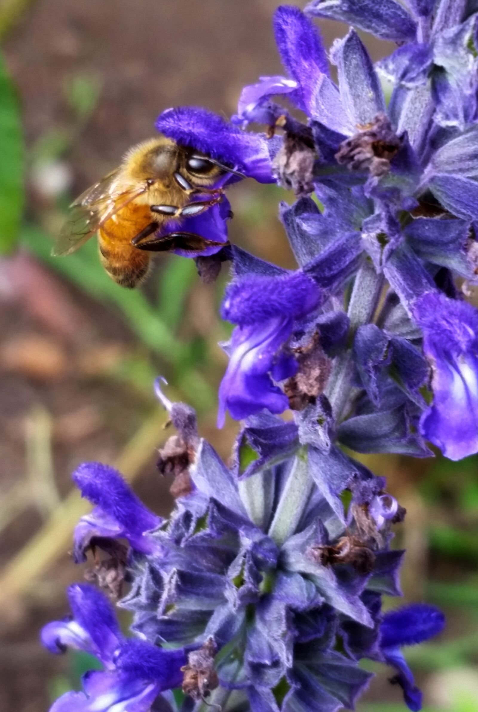 Samsung Galaxy S5 sample photo. Bee, nature, flower photography