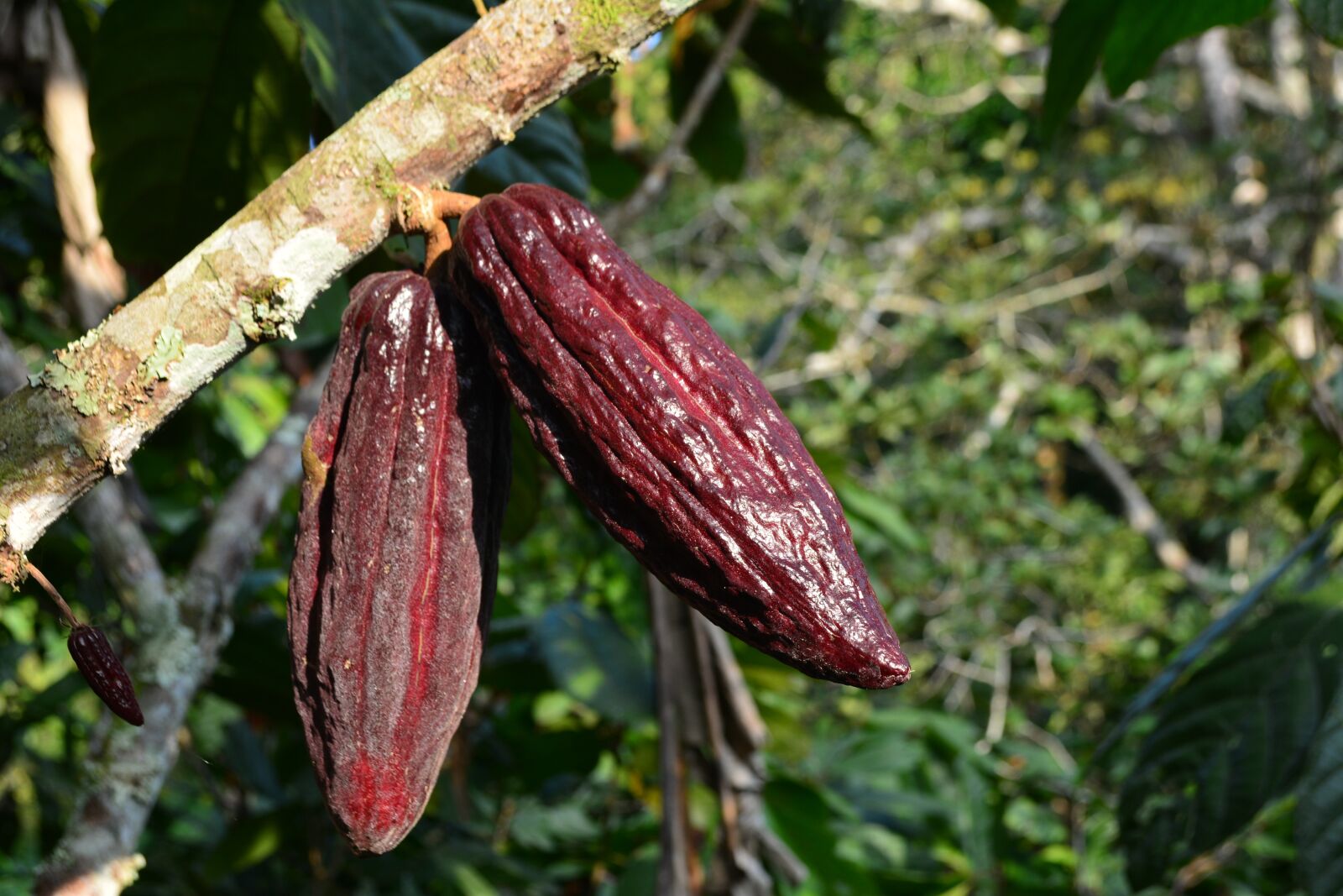 Nikon D7100 sample photo. Cocoa, cacao, plant photography