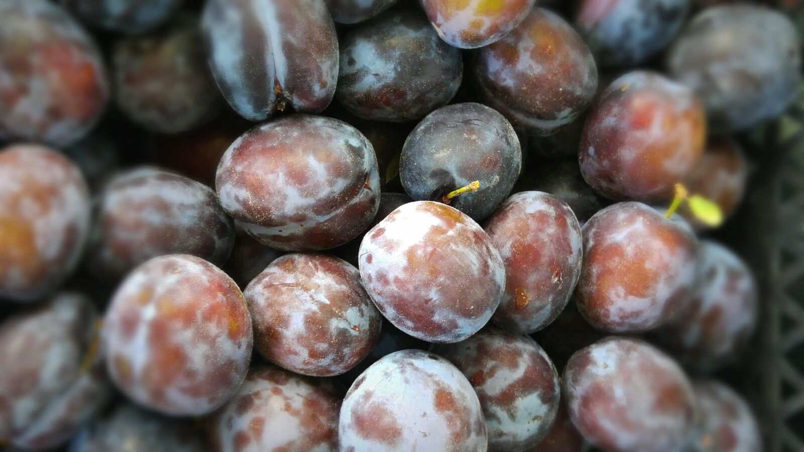 LG G4 sample photo. Plums, blue, fruit photography