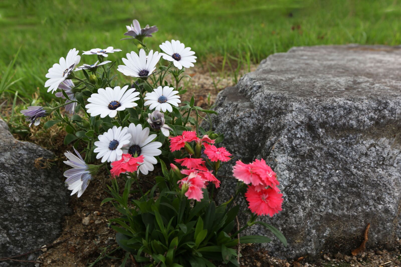 Canon EOS-1D X + Canon EF 16-35mm F2.8L II USM sample photo. Grow among stones, plant photography