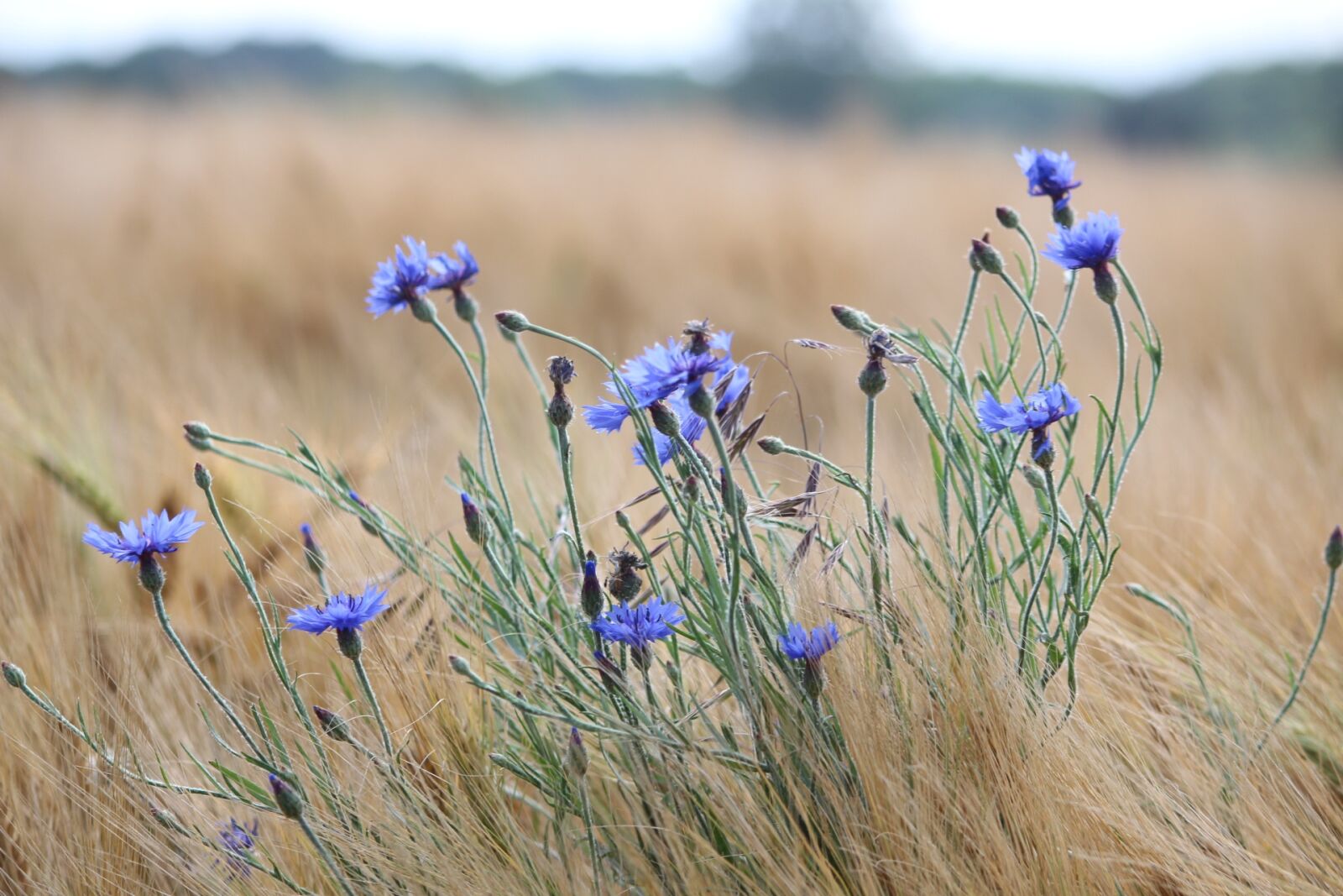 Canon EOS 700D (EOS Rebel T5i / EOS Kiss X7i) sample photo. Nature, field, landscape photography
