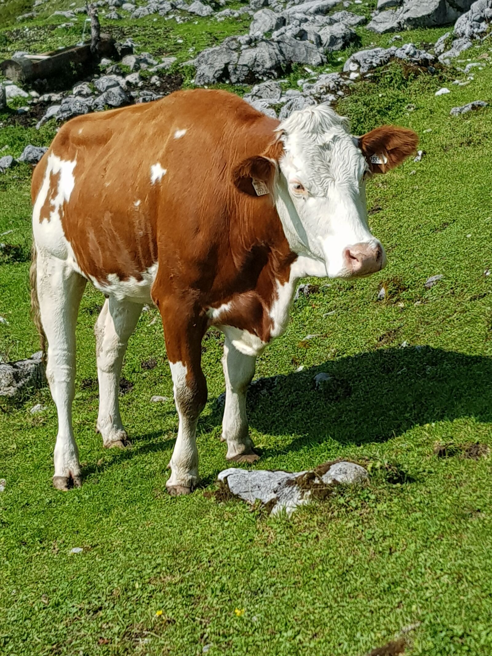 Samsung Galaxy S8 sample photo. Animal, cow, cattle photography