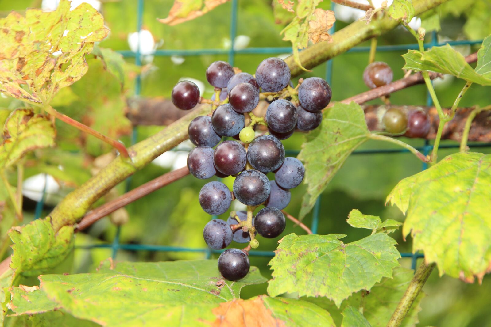 Canon EF-S 15-85mm F3.5-5.6 IS USM sample photo. Grapes, fruit, sweet photography