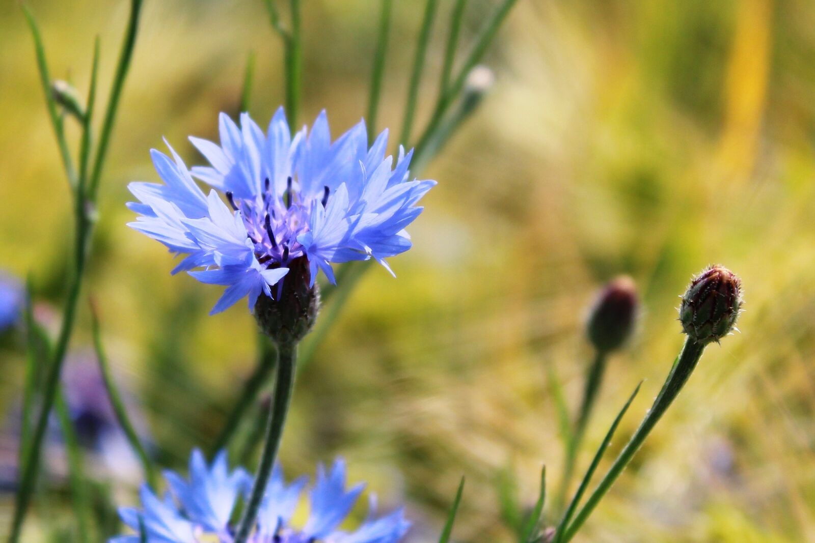 Canon EOS 1200D (EOS Rebel T5 / EOS Kiss X70 / EOS Hi) sample photo. Cornflower, centaurea cyanus, zyane photography