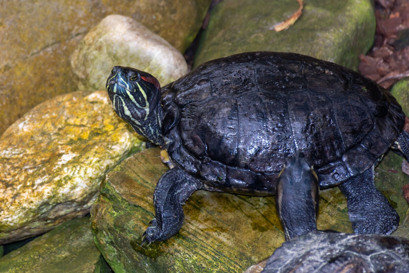 Nikon D7200 sample photo. Turtle, water turtle, reptiles photography