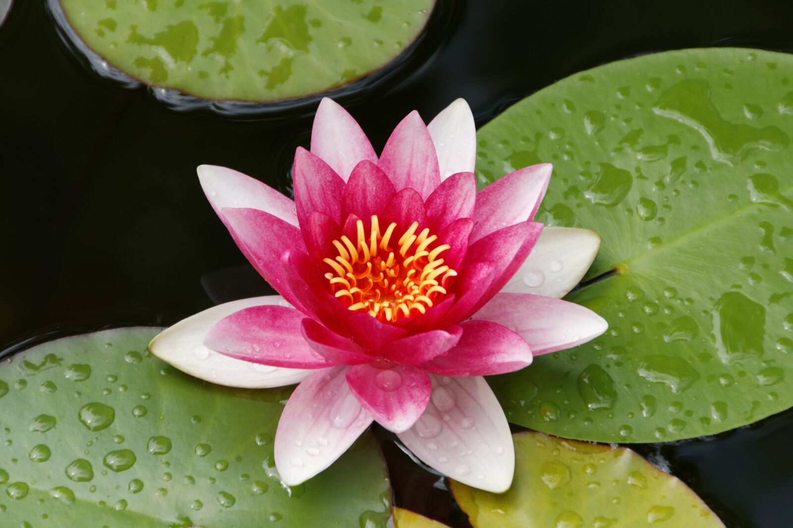 Canon EOS 550D (EOS Rebel T2i / EOS Kiss X4) sample photo. Water lily, pond, blossom photography