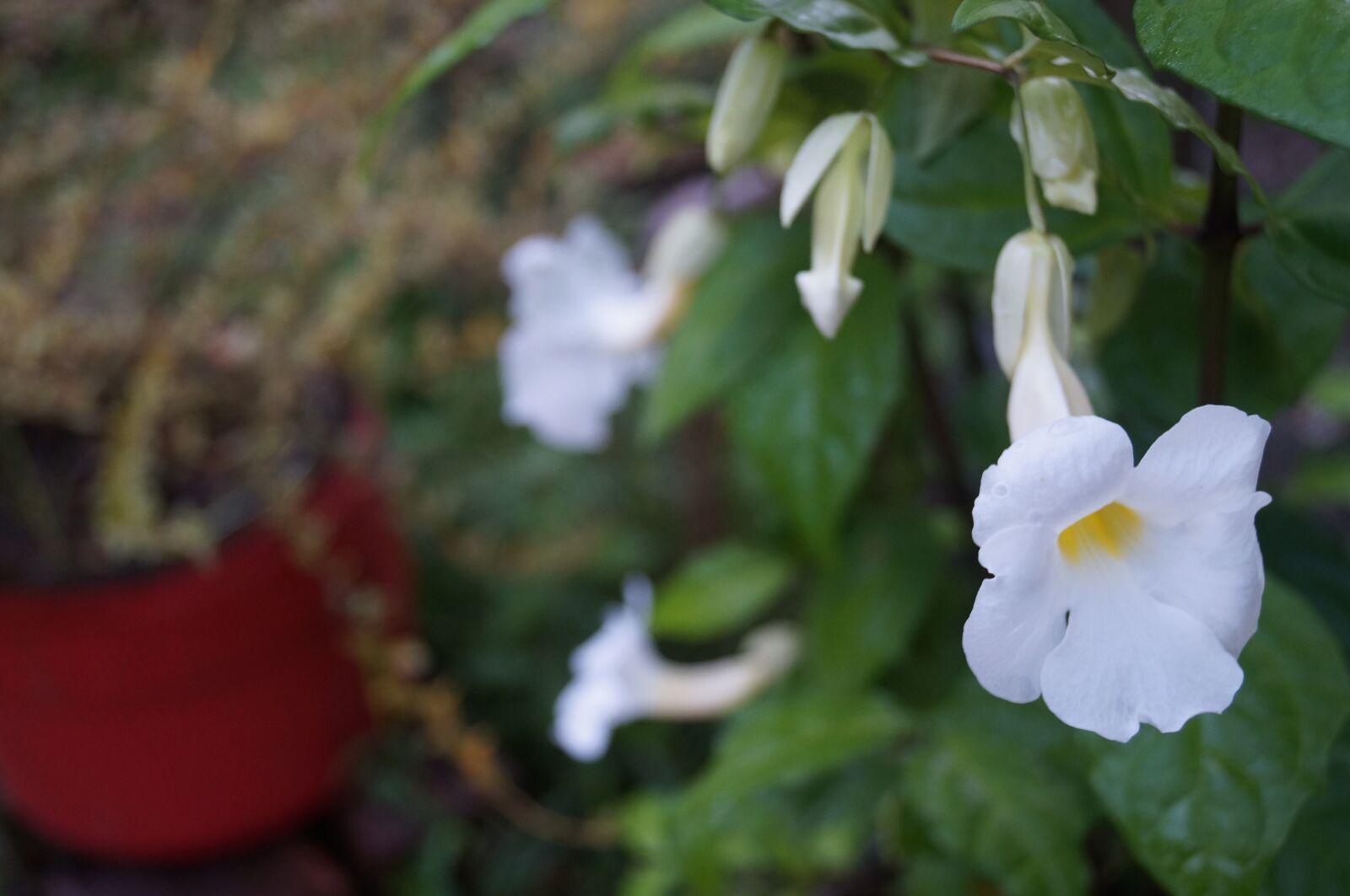 Sony SLT-A37 sample photo. Flowers, garden, nature photography