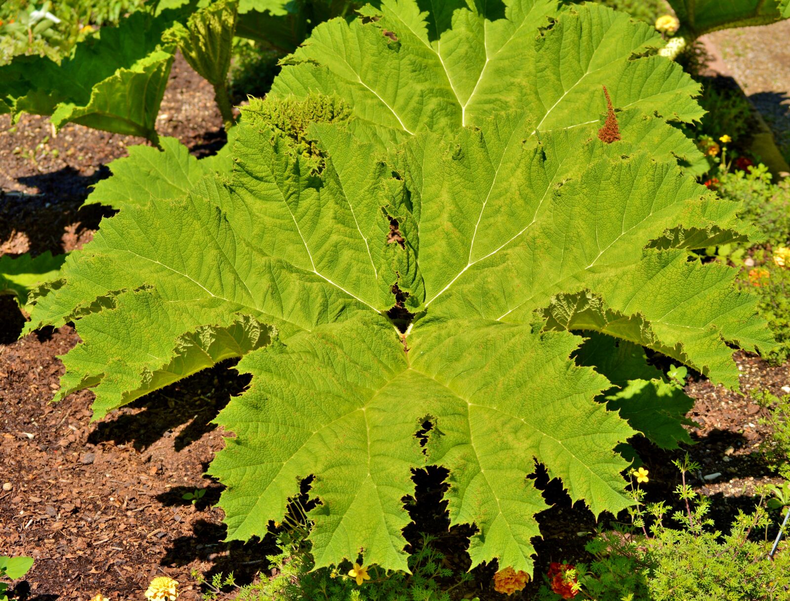 Nikon D3200 sample photo. Mammoth leaf gunnera, gunnera-tinctoria photography