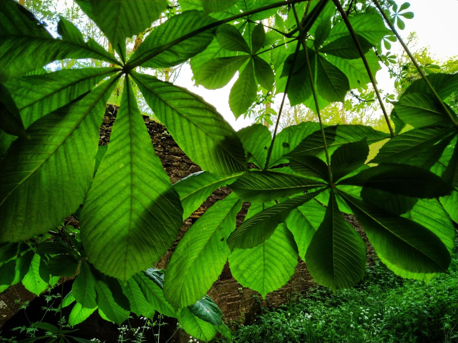Xiaomi Mi A3 sample photo. Leaves, leaf, nature photography