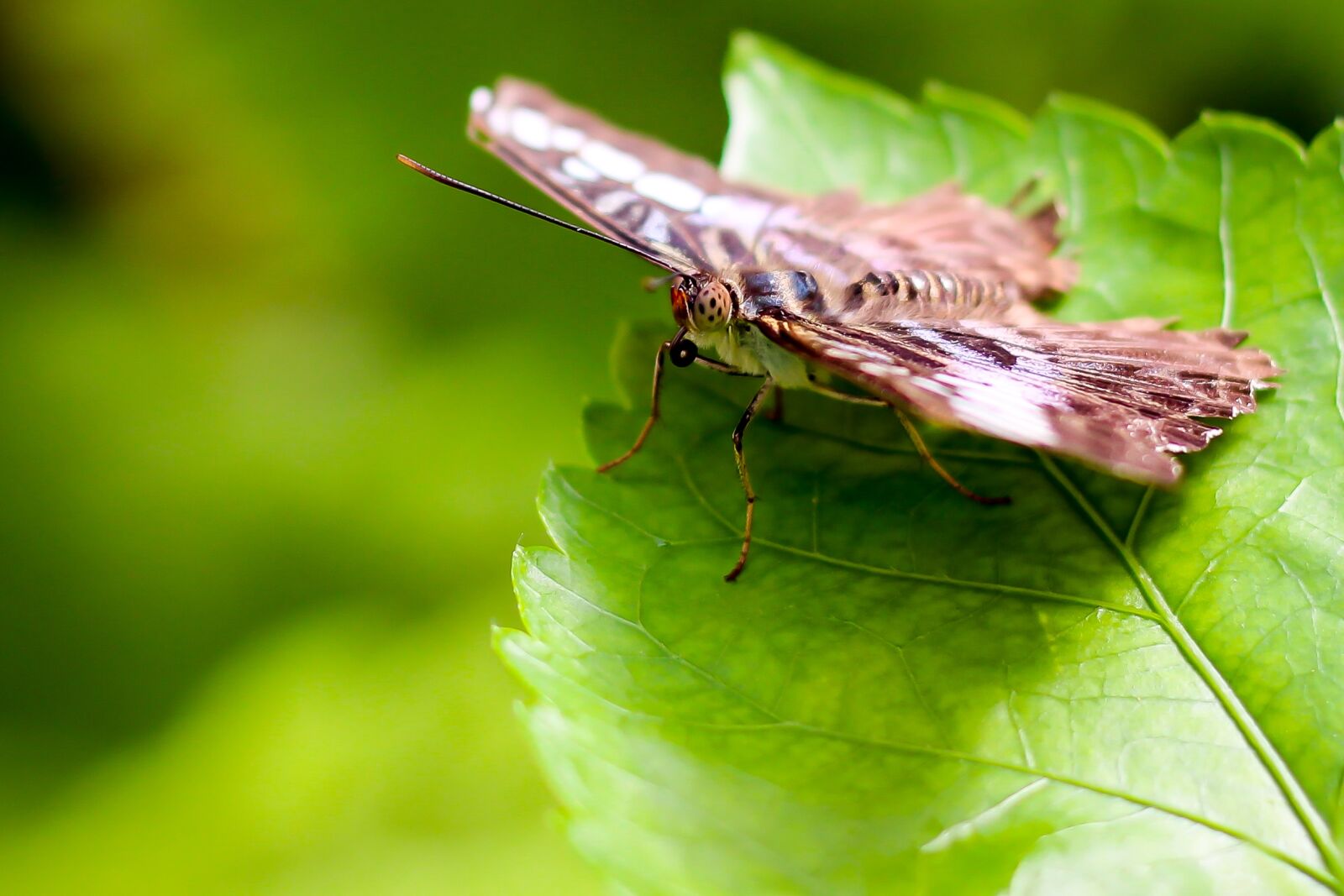 Canon EOS 700D (EOS Rebel T5i / EOS Kiss X7i) + Canon EF 50mm F1.8 STM sample photo. Butterfly, leaf, green photography