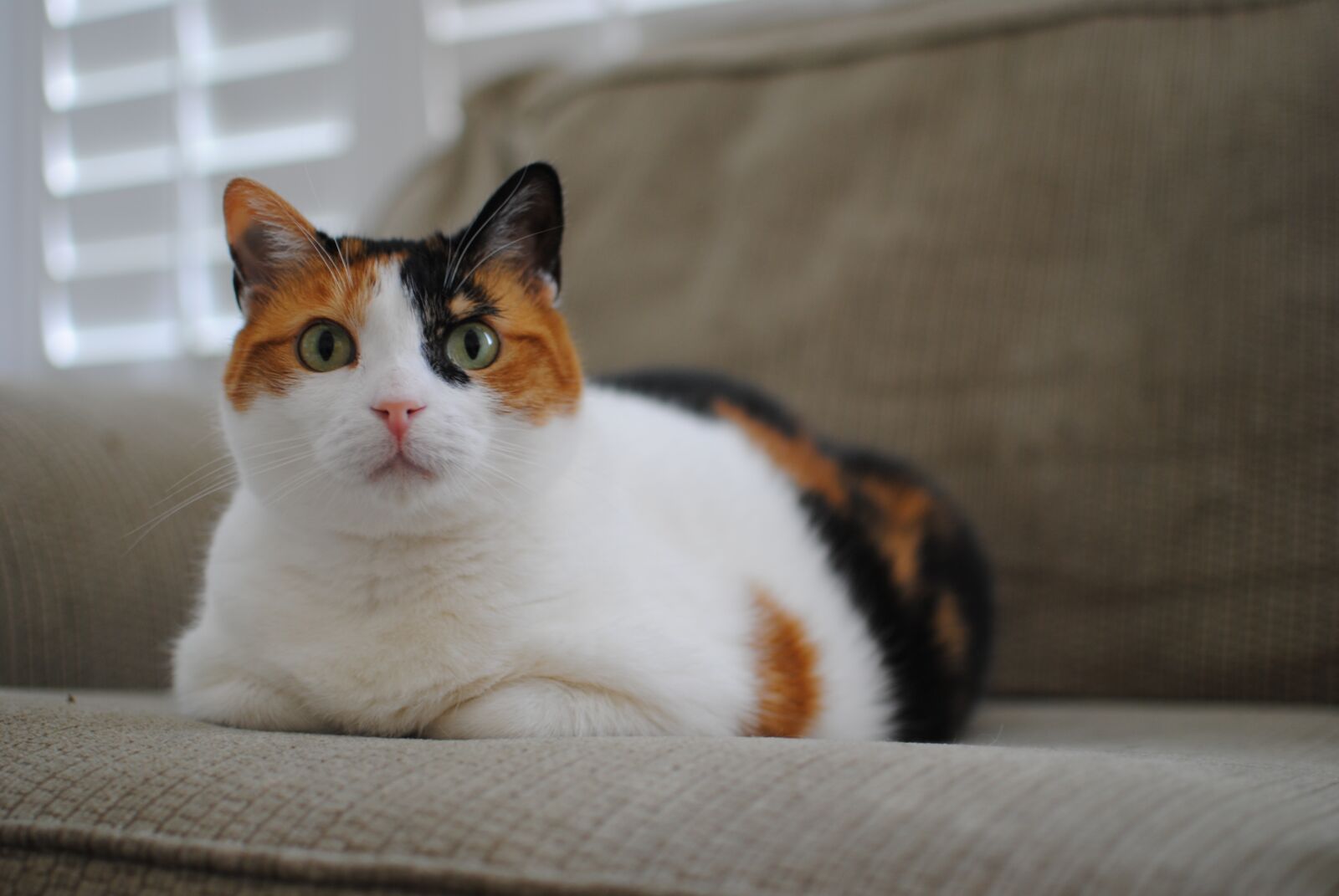 Nikon D3000 sample photo. Calico, cat, animal photography