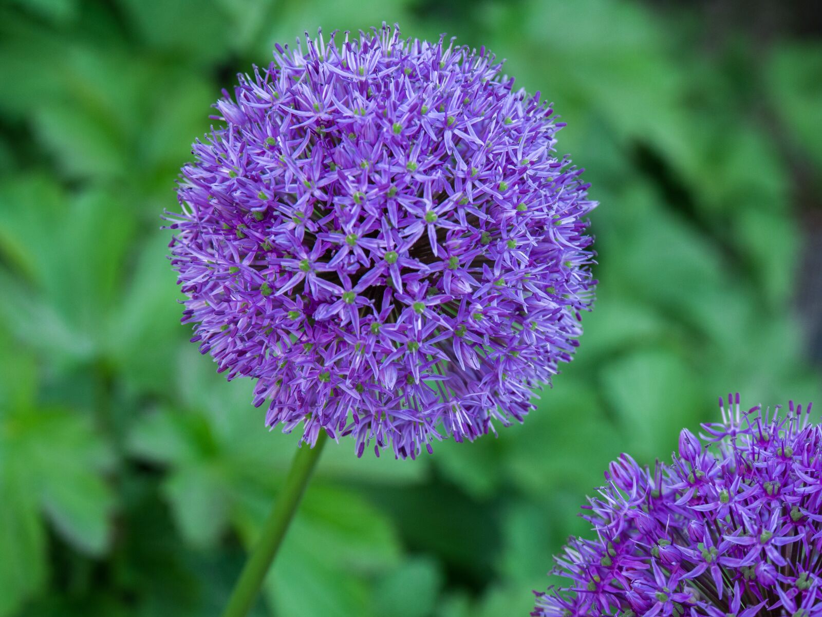 Panasonic DMC-G81 sample photo. Flower, flowering plant, bright photography
