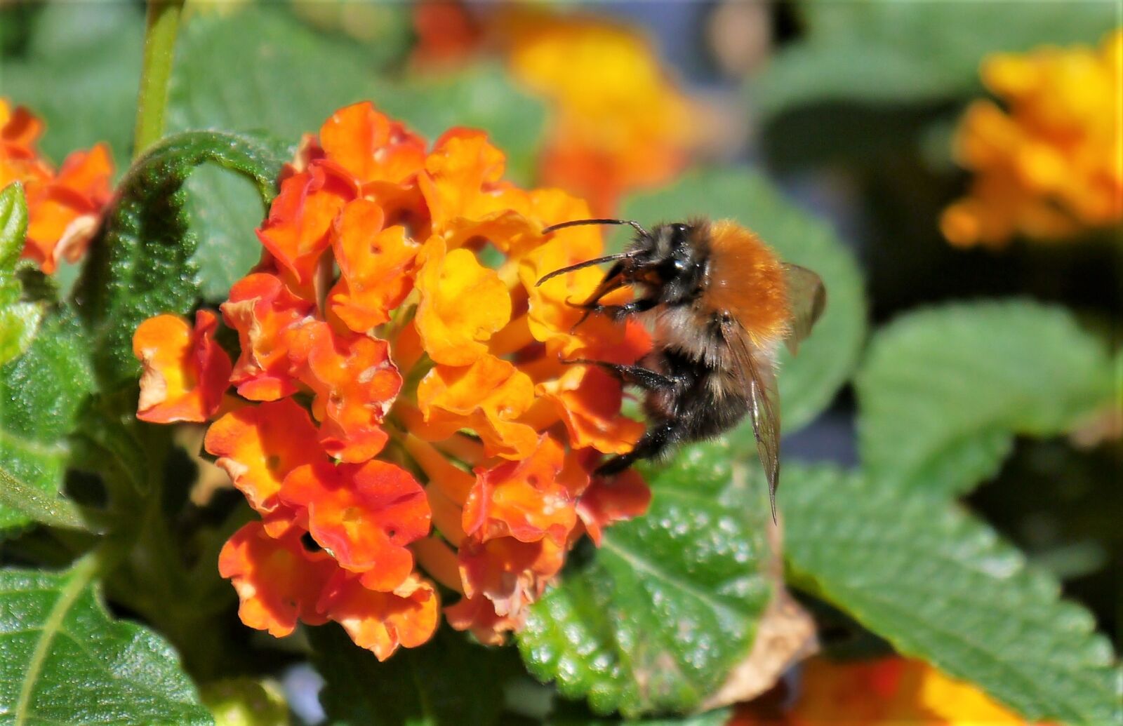 Panasonic Lumix DMC-G3 sample photo. Hummel, insect, pollination photography