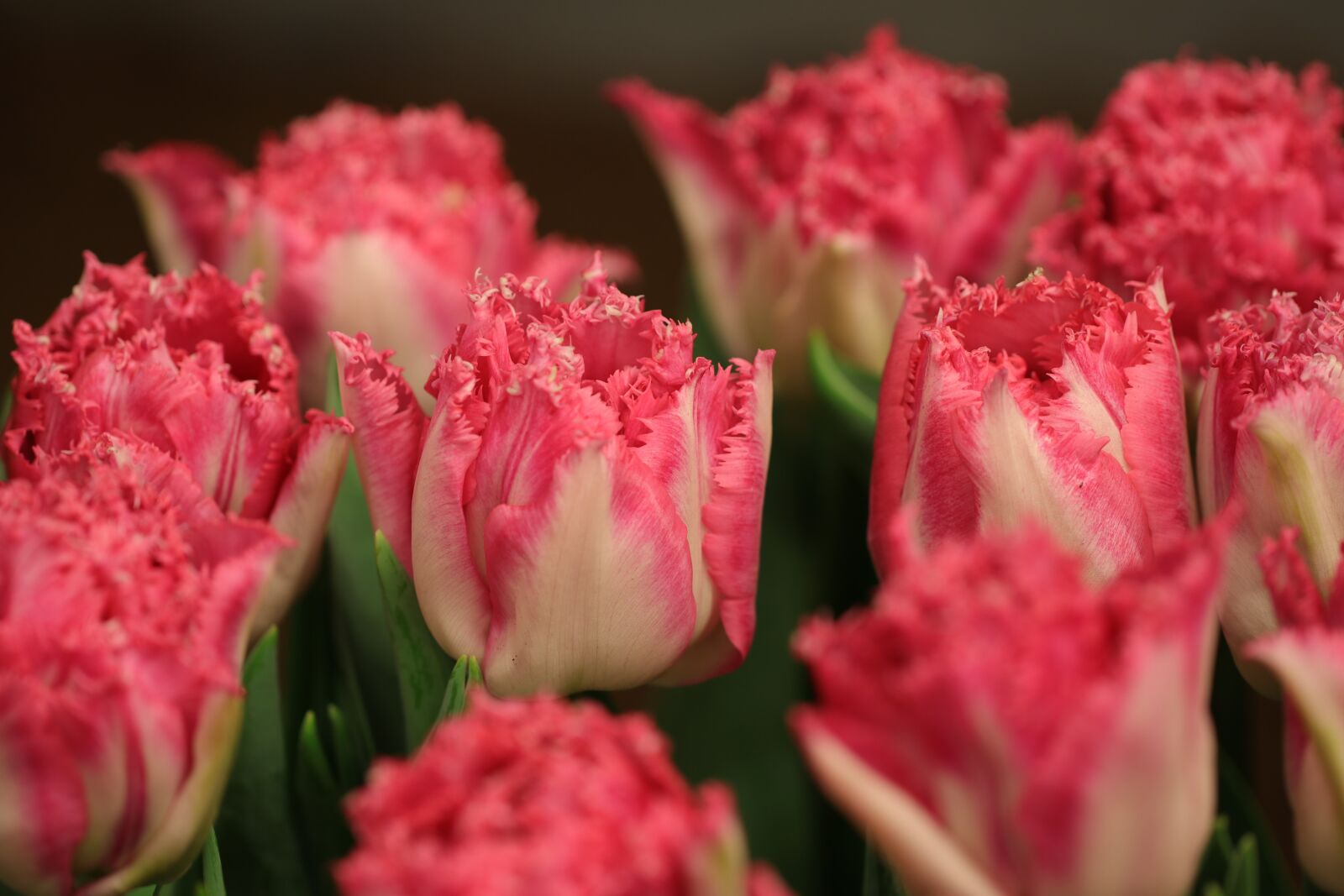 Canon EOS 80D sample photo. Tulips, tulip, flowers photography