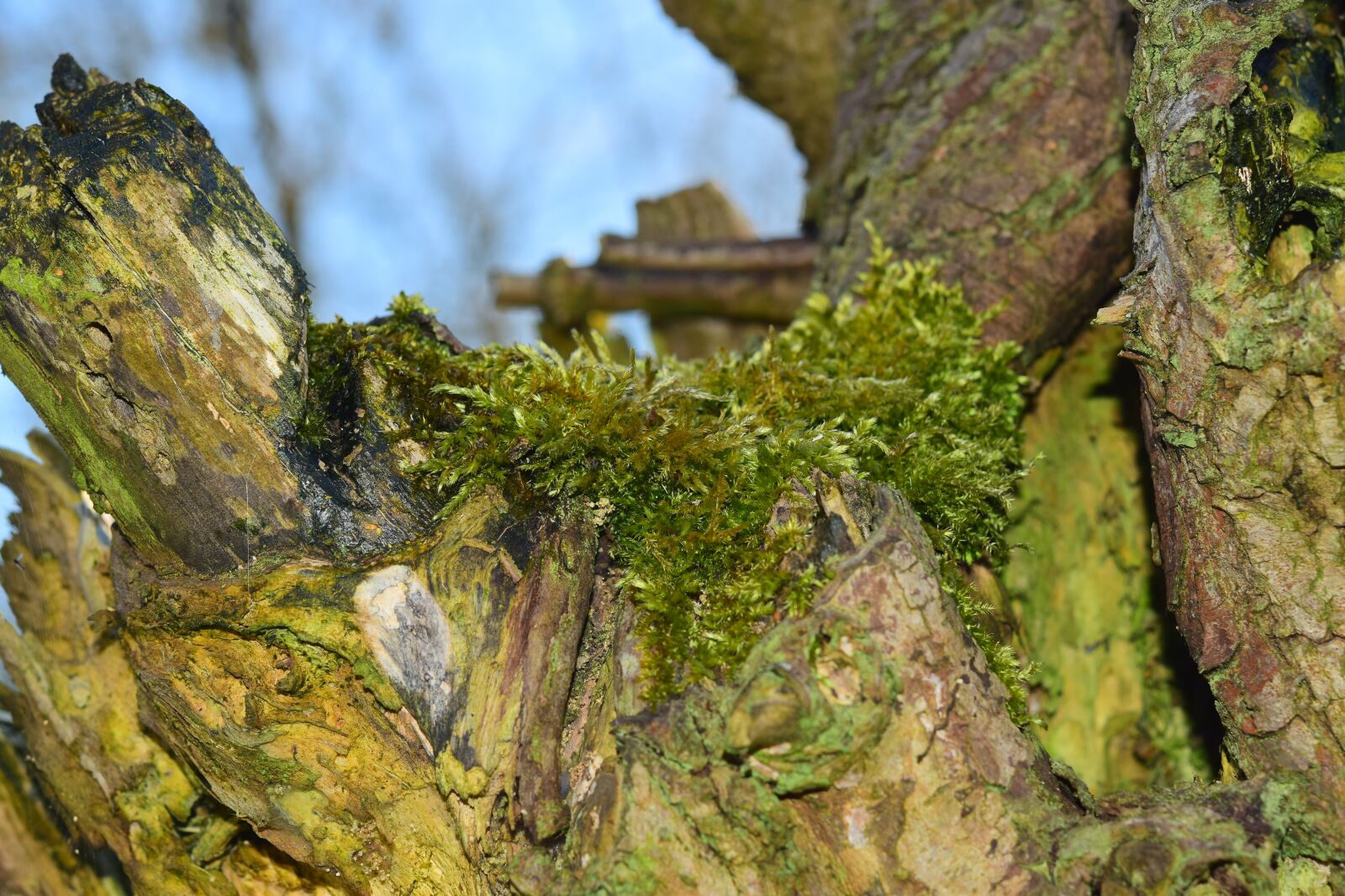 Nikon D5300 sample photo. Moss, tree, nature photography