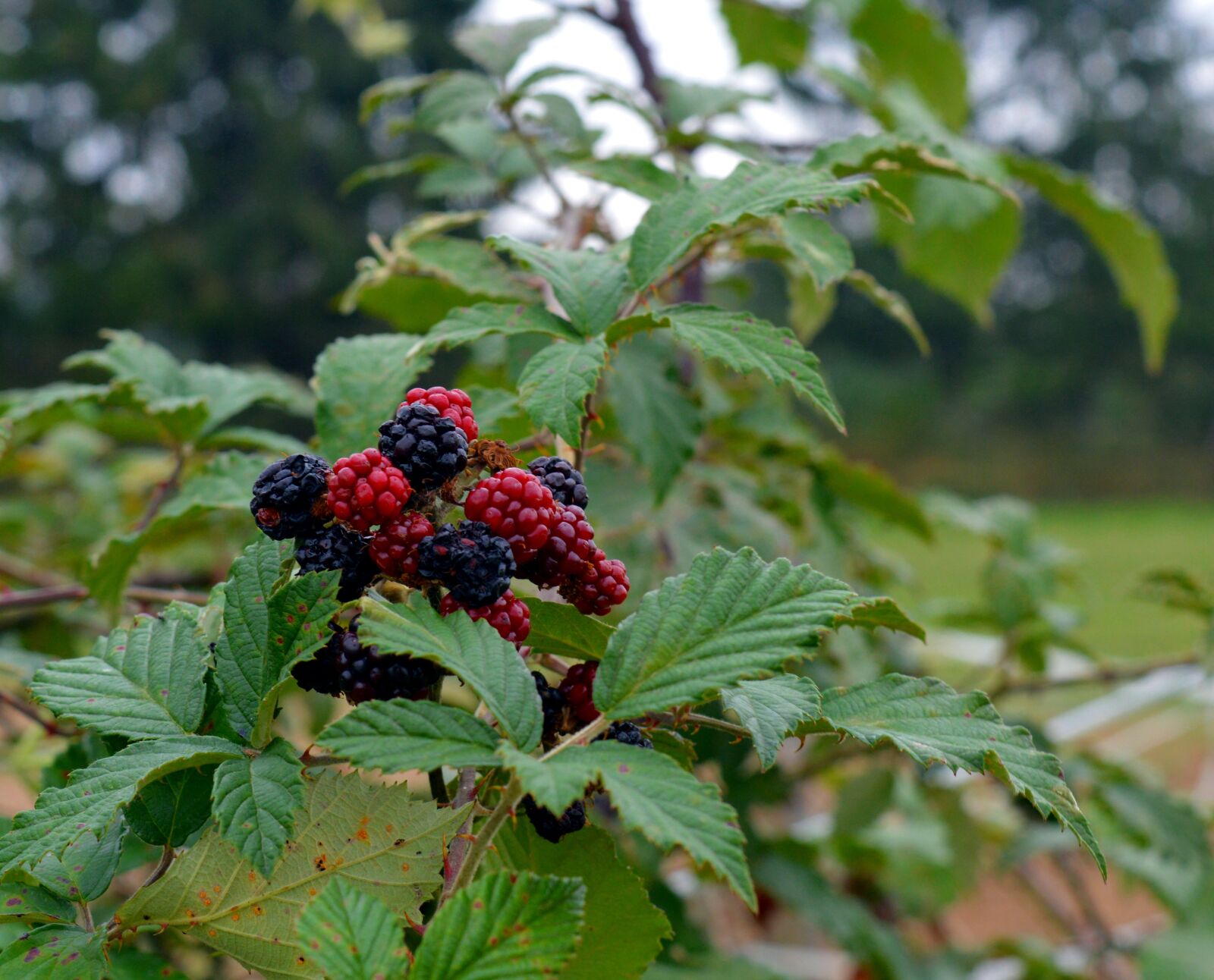 Nikon D3200 sample photo. Blackberries, fruit, berries photography