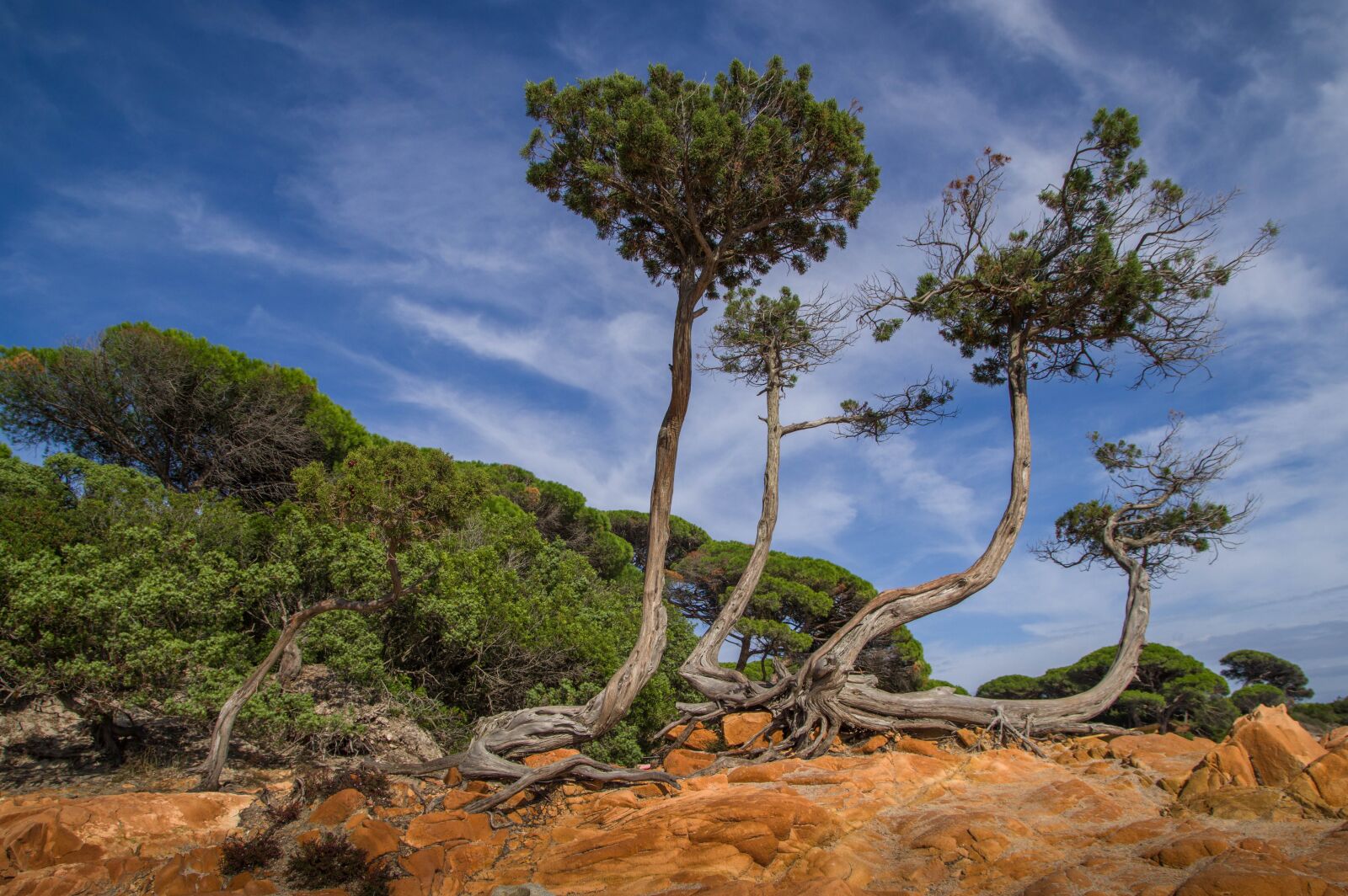 Pentax KP sample photo. Corsican, pine, rocks photography