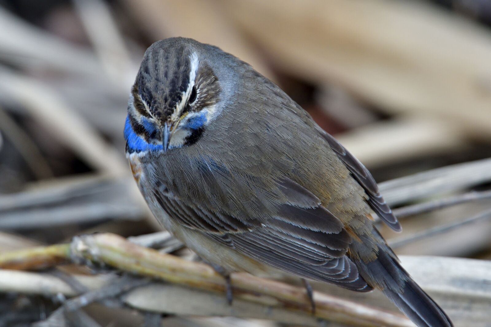 Nikon D500 sample photo. Bird, natural, wild animals photography