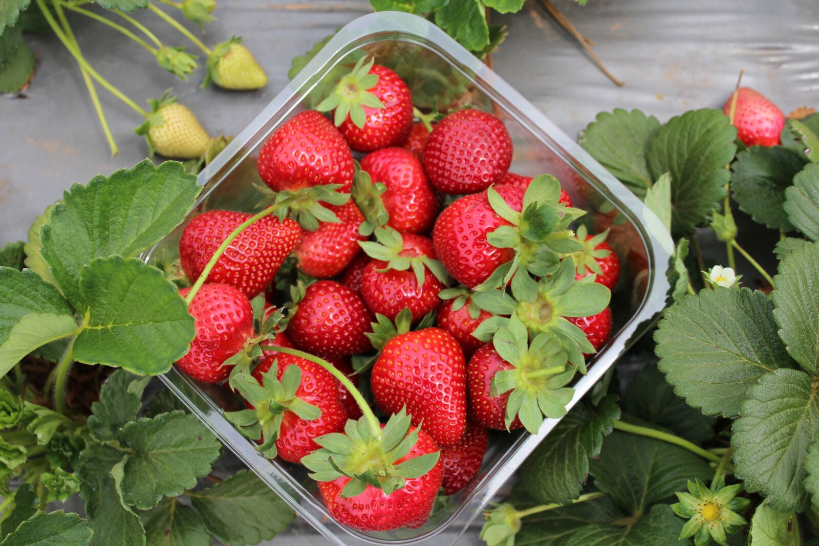 Canon EOS 1200D (EOS Rebel T5 / EOS Kiss X70 / EOS Hi) sample photo. Strawberries, garden, farm photography