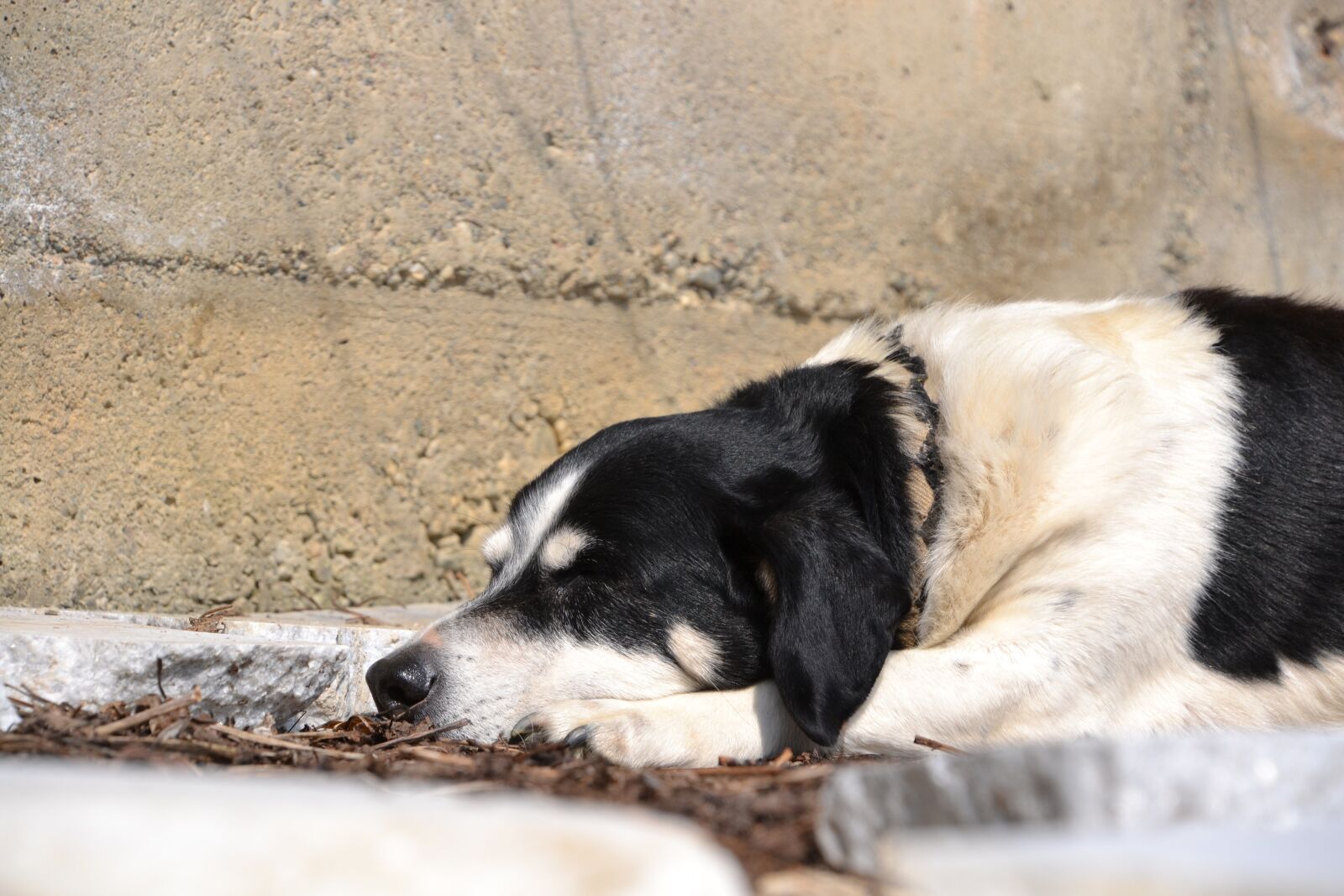 Nikon D3100 sample photo. Dog, animal, black and photography