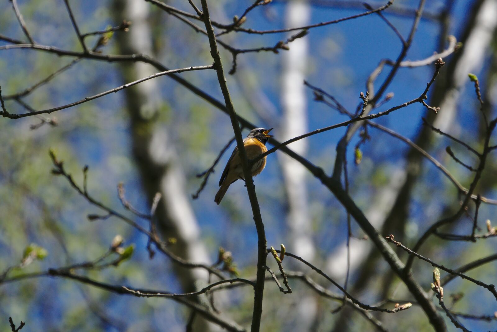 Sony a6000 sample photo. Common redstart, songbird, nature photography