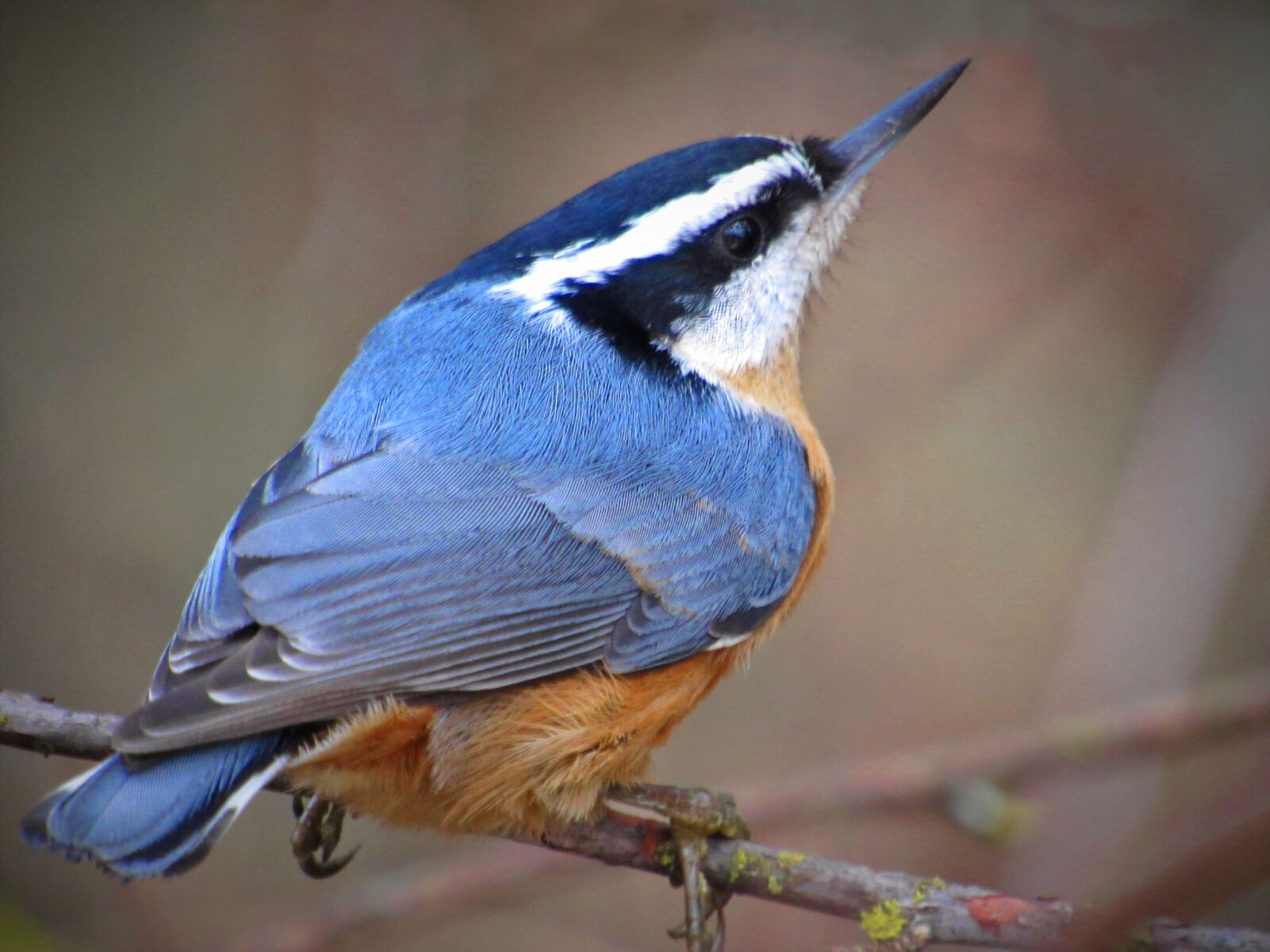 Canon PowerShot SX530 HS sample photo. Nuthatch, bird, songbird photography