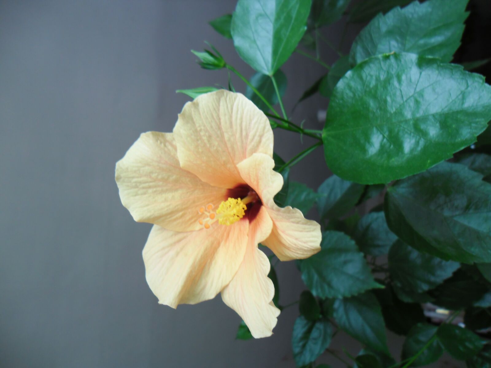Samsung ES80/ ES81 sample photo. Hibiscus, chinese hibiscus, peach photography