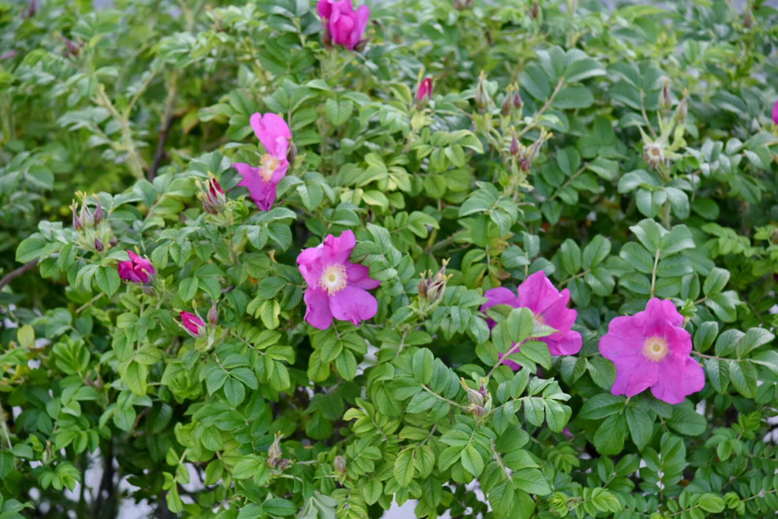 Nikon D5500 sample photo. Wild pink, garden, nature photography