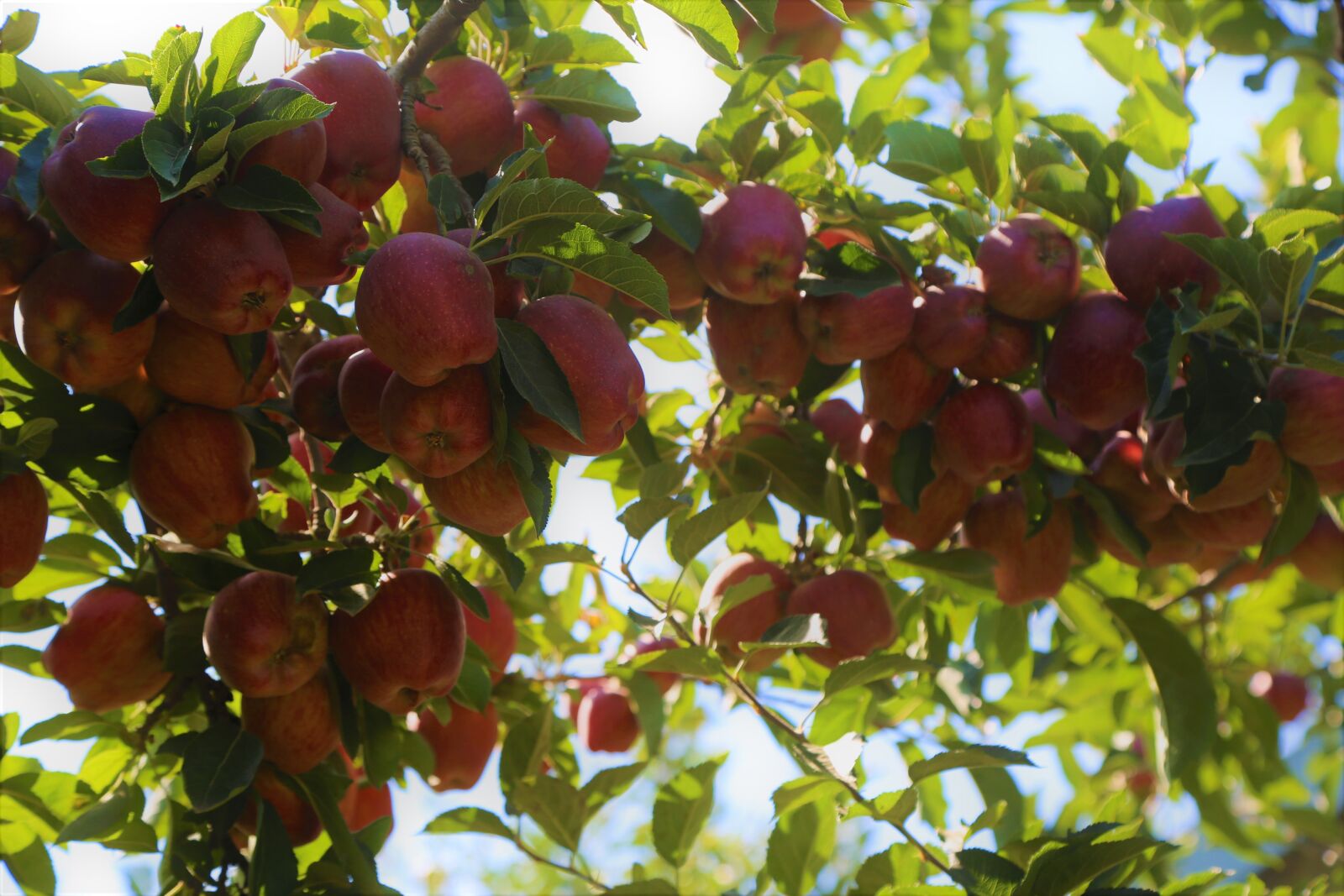 Canon EF 24-105mm F4L IS USM sample photo. Apples, garden, fruit photography