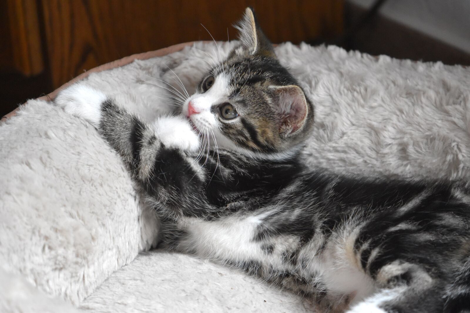 Nikon D5600 sample photo. Cat, kitten, pet photography