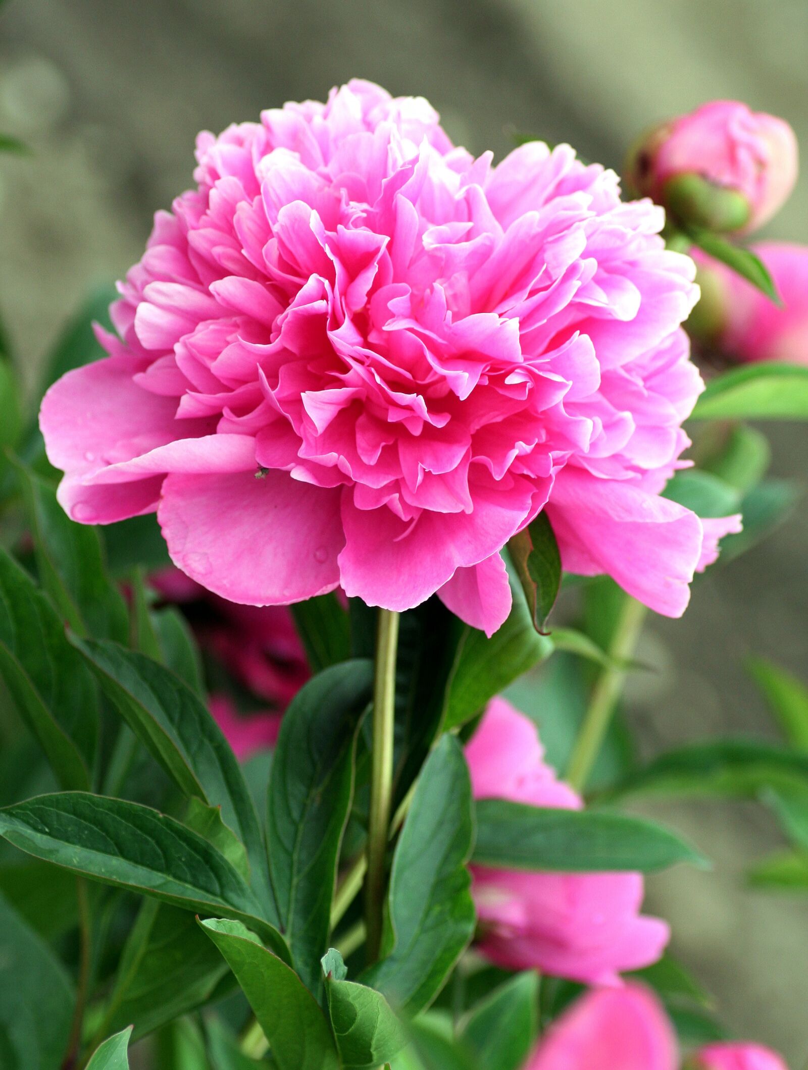 Canon EOS 350D (EOS Digital Rebel XT / EOS Kiss Digital N) sample photo. Peony, flower, pink photography