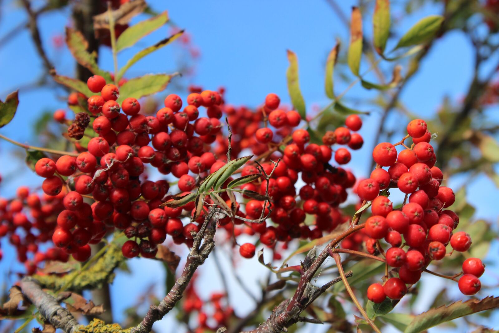 Canon EOS 600D (Rebel EOS T3i / EOS Kiss X5) sample photo. Rowanberries, fruits, autumn photography