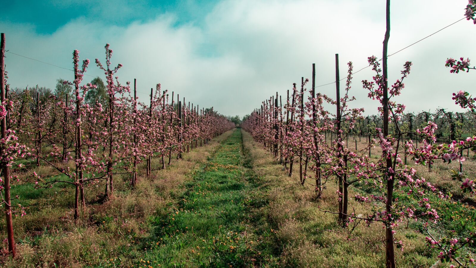 Tamron SP AF 17-50mm F2.8 XR Di II LD Aspherical (IF) sample photo. Sad, tree, apple trees photography