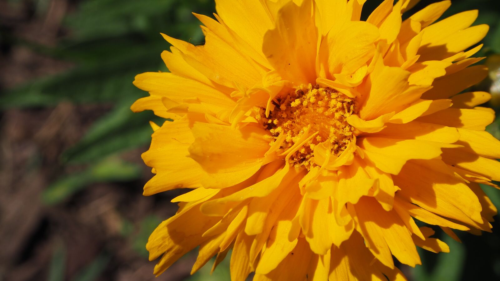Olympus OM-D E-M10 II sample photo. Flower, yellow flower, orange photography