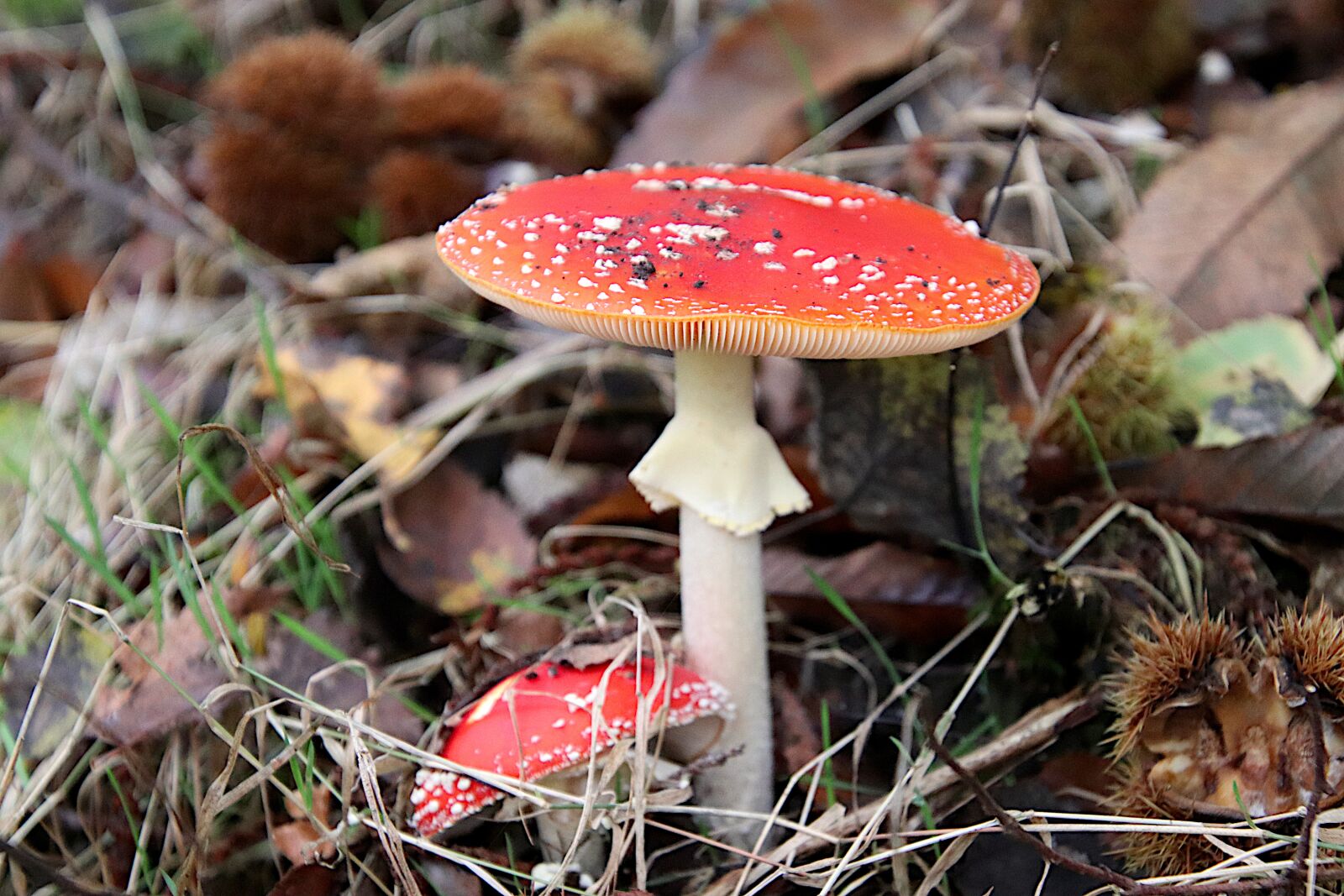 Canon EOS 800D (EOS Rebel T7i / EOS Kiss X9i) sample photo. Fungus, red and white photography
