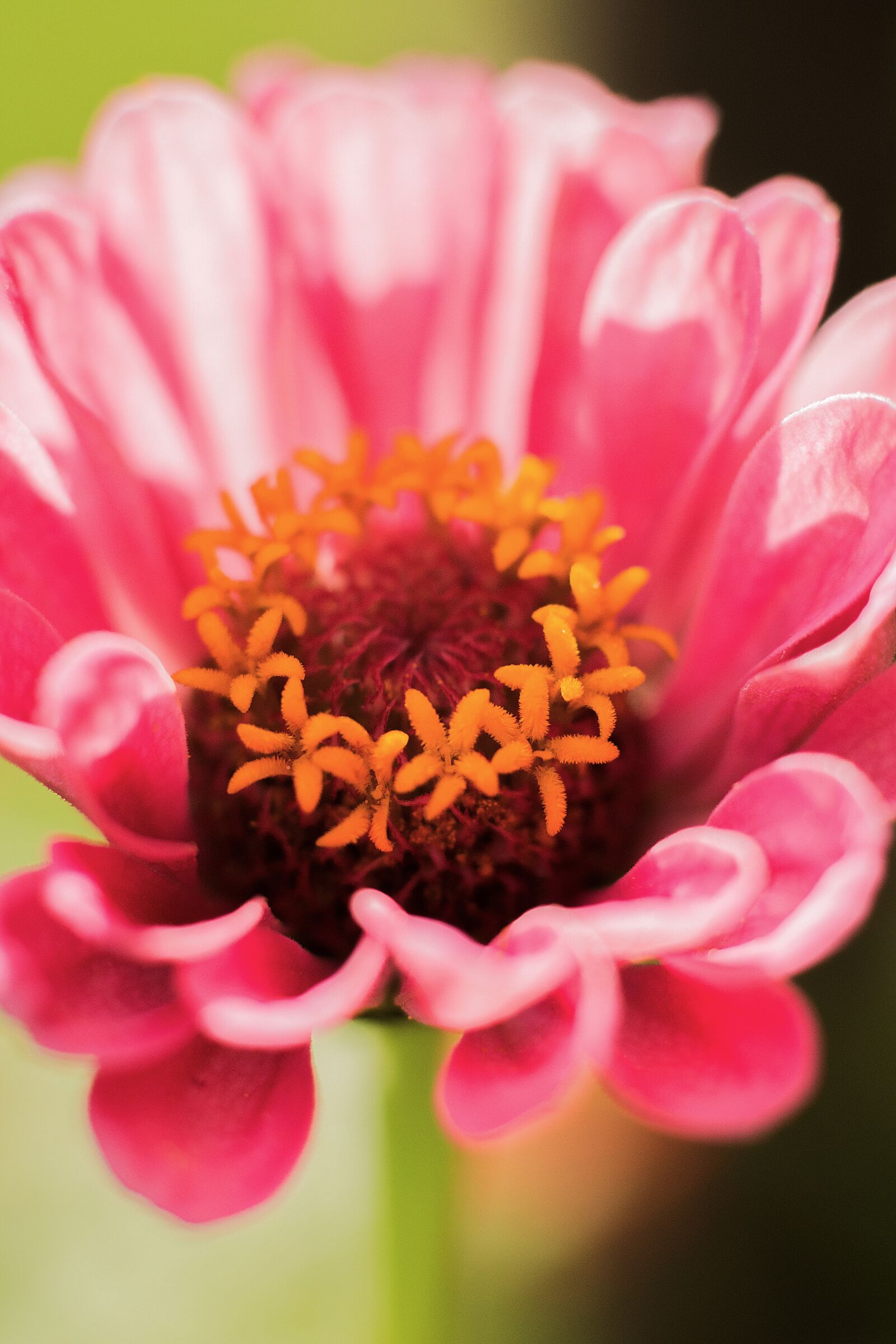 Nikon D7200 sample photo. Flower, garden, blossom photography